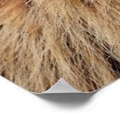 Portrait Alpine Marmot Poster (Hoek)