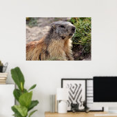 Portrait Alpine Marmot Poster (Thuiskantoor)