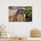 Portrait Alpine Marmot Poster (Keuken)