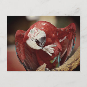 Portrait macaw chloroptera briefkaart