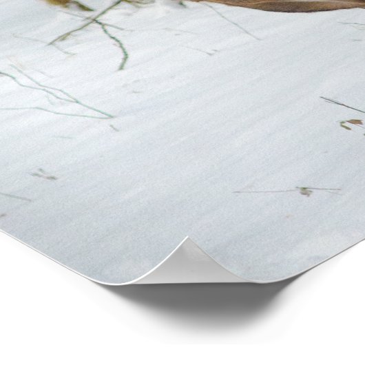 Portrait of a Doe Poster (Hoek)