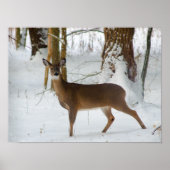 Portrait of a Doe Poster (Voorkant)