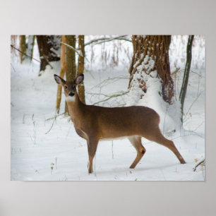 Portrait of a Doe Poster