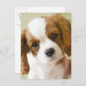 Portrait of a King Charles Spaniel puppy Briefkaart (Voorkant / Achterkant)