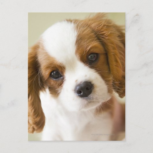 Portrait of a King Charles Spaniel puppy Briefkaart (Voorkant)