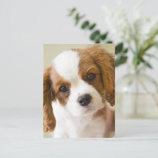Portrait of a King Charles Spaniel puppy Briefkaart (Staand voorkant)