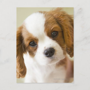 Portrait of a King Charles Spaniel puppy Briefkaart