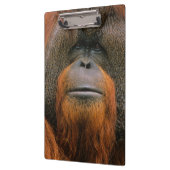 Portrait of Orang-utang Male, Georgia, USA Klembord (Links)