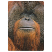 Portrait of Orang-utang Male, Georgia, USA Klembord (Achterkant)