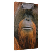 Portrait of Orang-utang Male, Georgia, USA Klembord (Rechts)