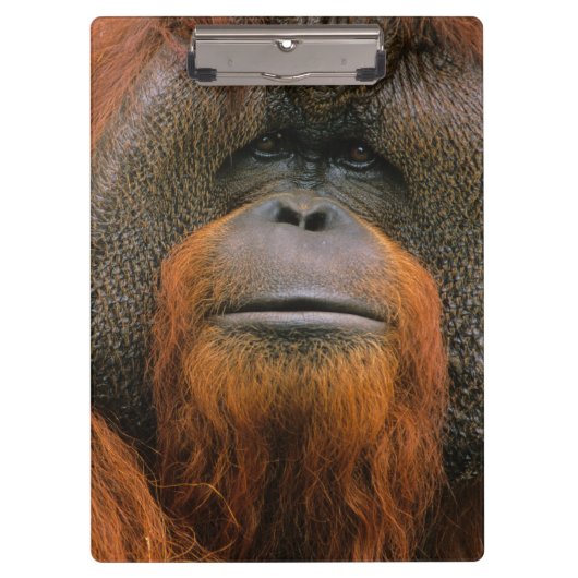 Portrait of Orang-utang Male, Georgia, USA Klembord (Voorkant)