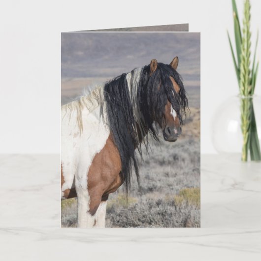 Portrait of Zephyr Wild Horse Greeting Card (Voorkant)