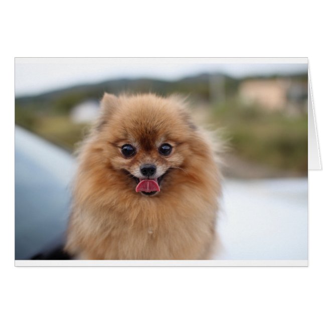 Portrait Pomeranian Dog (Voorkant Horizontaal)