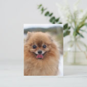 Portrait Pomeranian Dog Briefkaart (Staand voorkant)