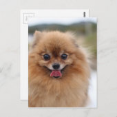 Portrait Pomeranian Dog Briefkaart (Voorkant / Achterkant)
