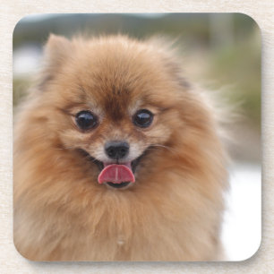 Portrait Pomeranian Dog Drankjes Onderzetter
