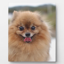 Portrait Pomeranian Dog Fotoplaat