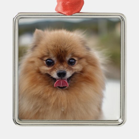 Portrait Pomeranian Dog Metalen Ornament (Voorkant)