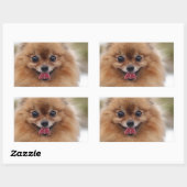 Portrait Pomeranian Dog Rechthoekige Sticker (Vel)