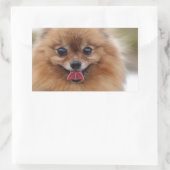 Portrait Pomeranian Dog Rechthoekige Sticker (Tas)