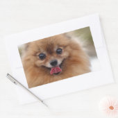 Portrait Pomeranian Dog Rechthoekige Sticker (Envelop)