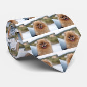 Portrait Pomeranian Dog Stropdas (Opgerold)
