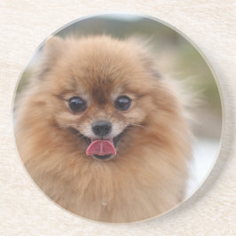 Portrait Pomeranian Dog Zandsteen Onderzetter