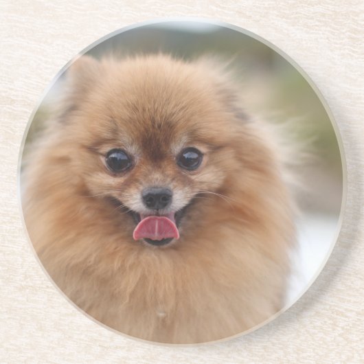 Portrait Pomeranian Dog Zandsteen Onderzetter (Voorkant)