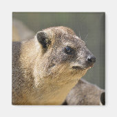Portrait Rock hyrax Magneet (Voorkant)