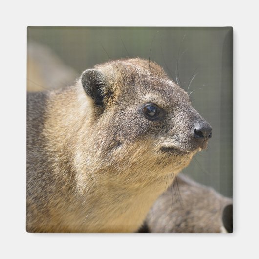Portrait Rock hyrax Magneet (Voorkant)