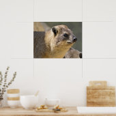 Portrait Rock hyrax Poster (Keuken)