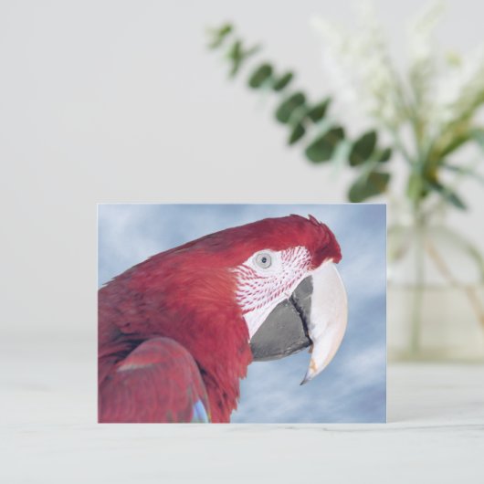 Portrait Scarlet macaw Briefkaart (Staand voorkant)