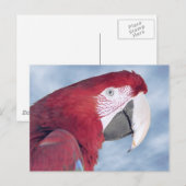 Portrait Scarlet macaw Briefkaart (Voorkant / Achterkant)