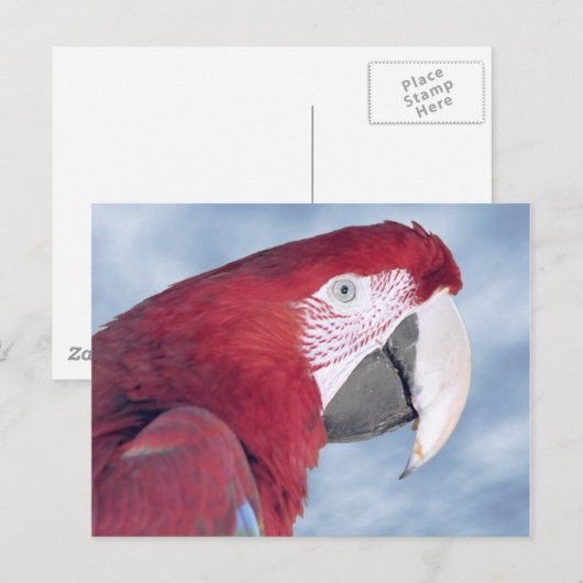 Portrait Scarlet macaw Briefkaart (Voorkant / Achterkant)