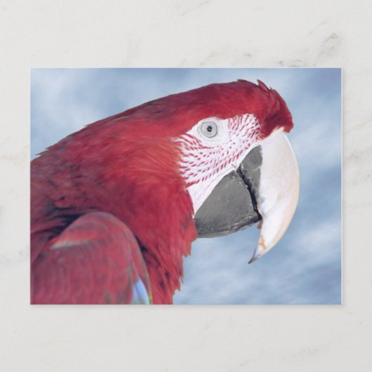Portrait Scarlet macaw Briefkaart (Voorkant)