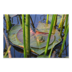 PORTRAIT VAN EEN FROG FOTO AFDRUK