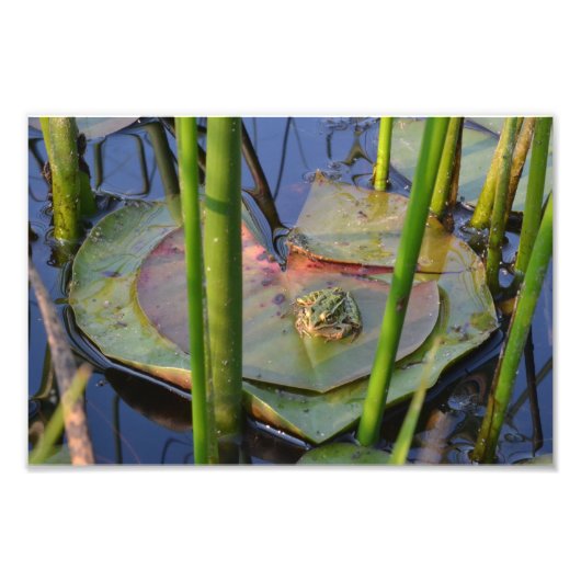 PORTRAIT VAN EEN FROG FOTO AFDRUK (Voorkant)