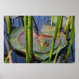 PORTRAIT VAN EEN FROG POSTER