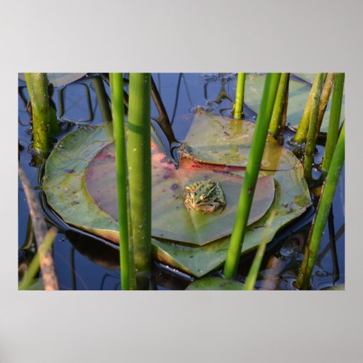 PORTRAIT VAN EEN FROG POSTER (Voorkant)