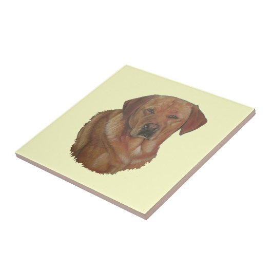 Portret afbeelding Rare rode labrador retreiver do Tegeltje (Zijkant)