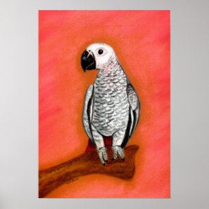 Portret Afrikaanse grijze papegaai Poster
