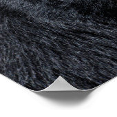 Portret Andesbeer Poster (Hoek)