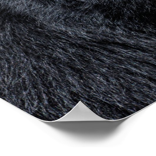 Portret Andesbeer Poster (Hoek)