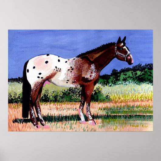 Portret Appaloosa Horse Poster (Voorkant)