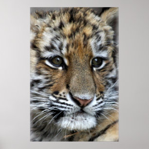 Portret baby Amur Tiger Cub Poster