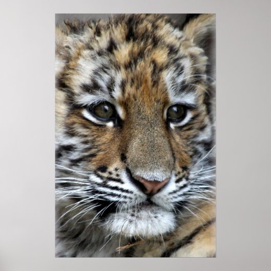 Portret baby Amur Tiger Cub Poster (Voorkant)