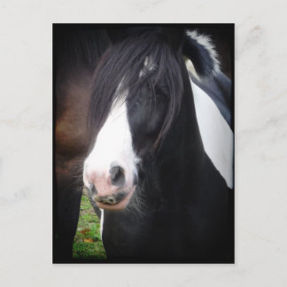 Portret Briefkaart voor zwarte en witte paarden