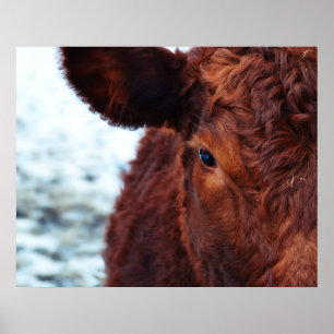 Portret bruine koe poster
