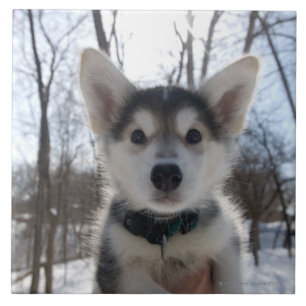 Portret buitenshuis van een husky dog puppy tegeltje
