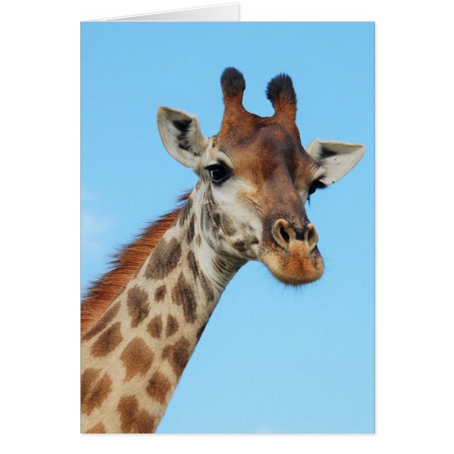 portret Giraffe (Voorkant)